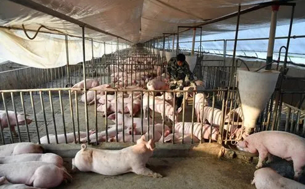 豬舍有害氣體有哪些？